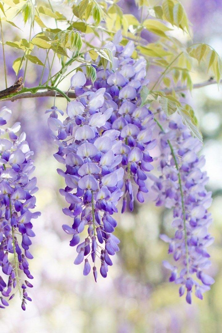 Elegance in Bloom Enchantment